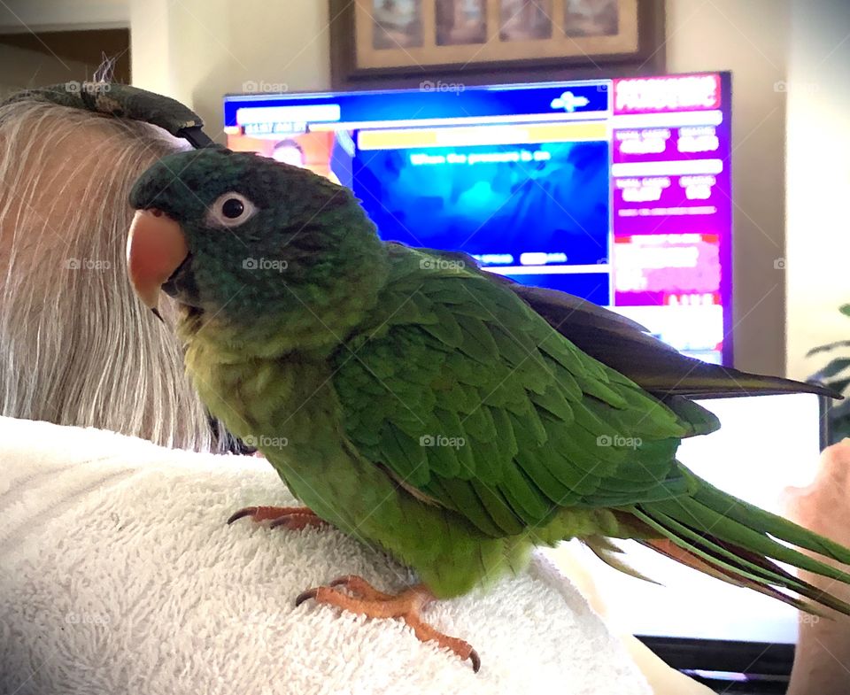 Sweet little green Parrot watching the television news with her Dad. 