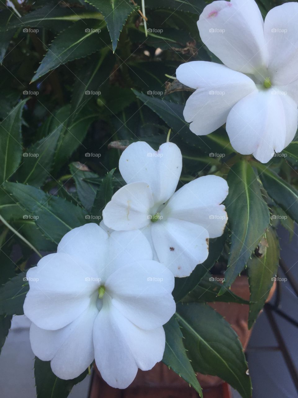 Beautiful white flower in full bloom