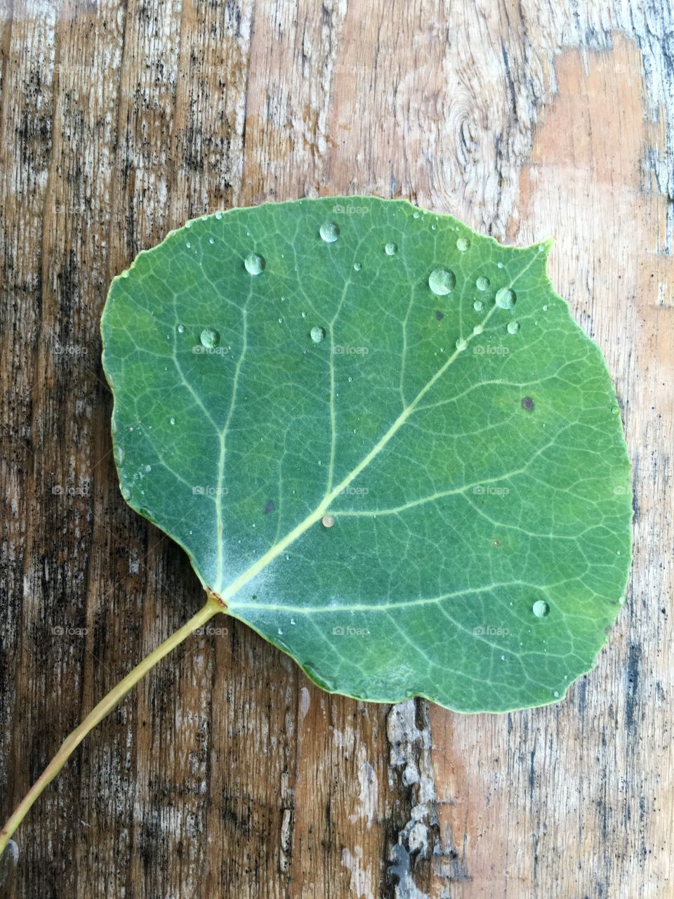 Aspen leaf after rain