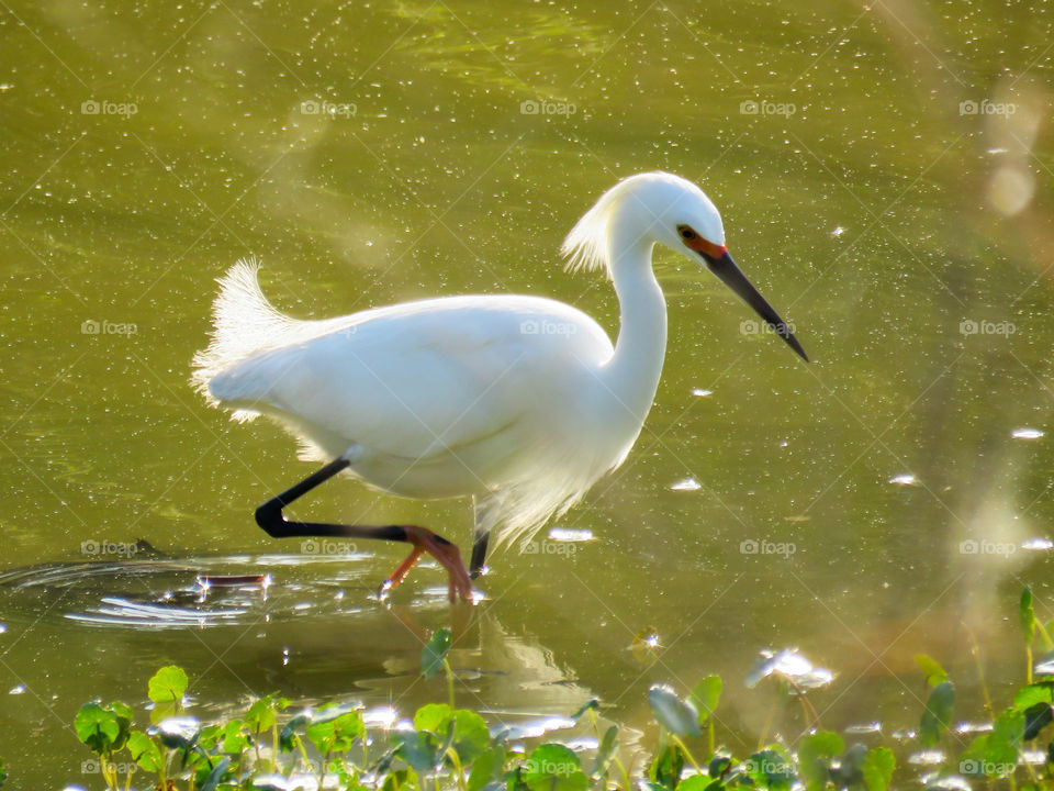 Snowy Egret