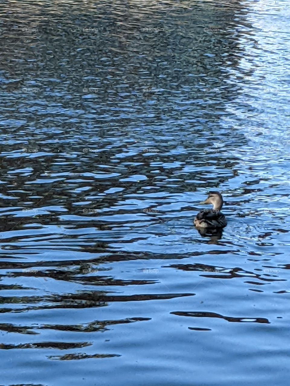 One lonely duck