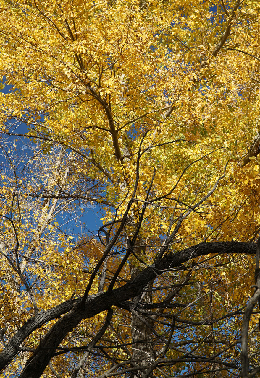 Aspen tree on a sunny fall day