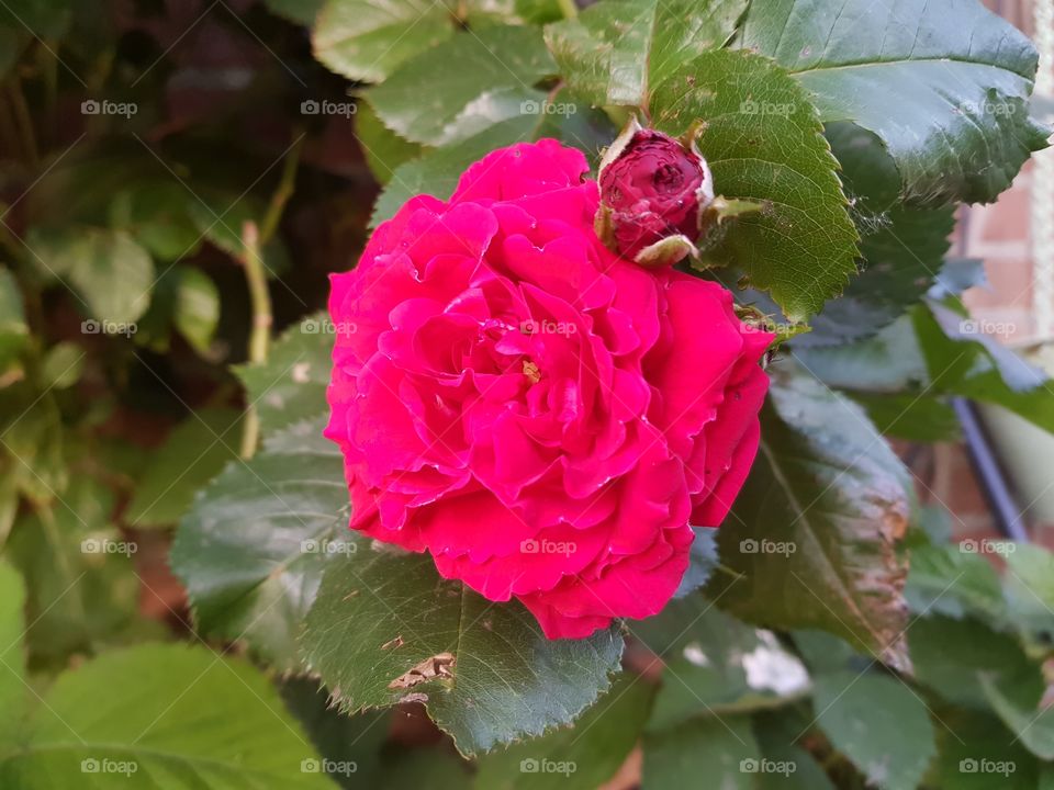 faded red rose, with a faded red rose. From a pink bush. (backyard country house)