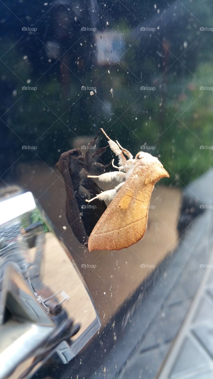 No Person, Outdoors, Nature, One, Insect