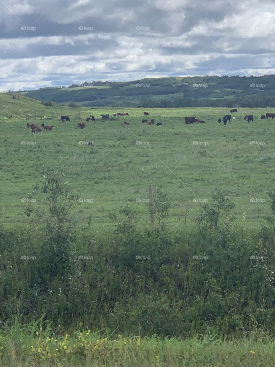 Cattle field in Alberta, Canada 