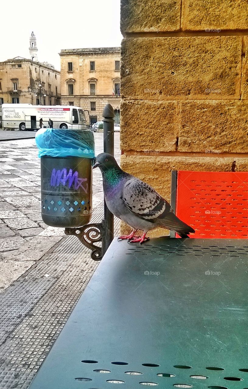 pigeon on the table