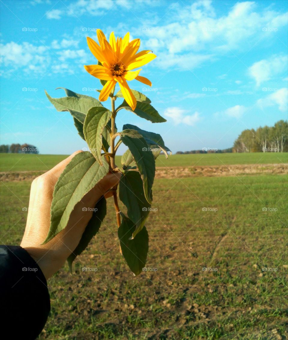 sun yellow flower in hand landscape