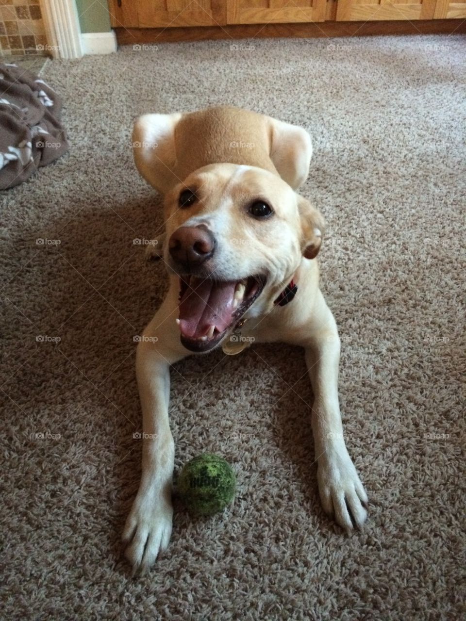 Happy lab . Smiling lab with tennis ball