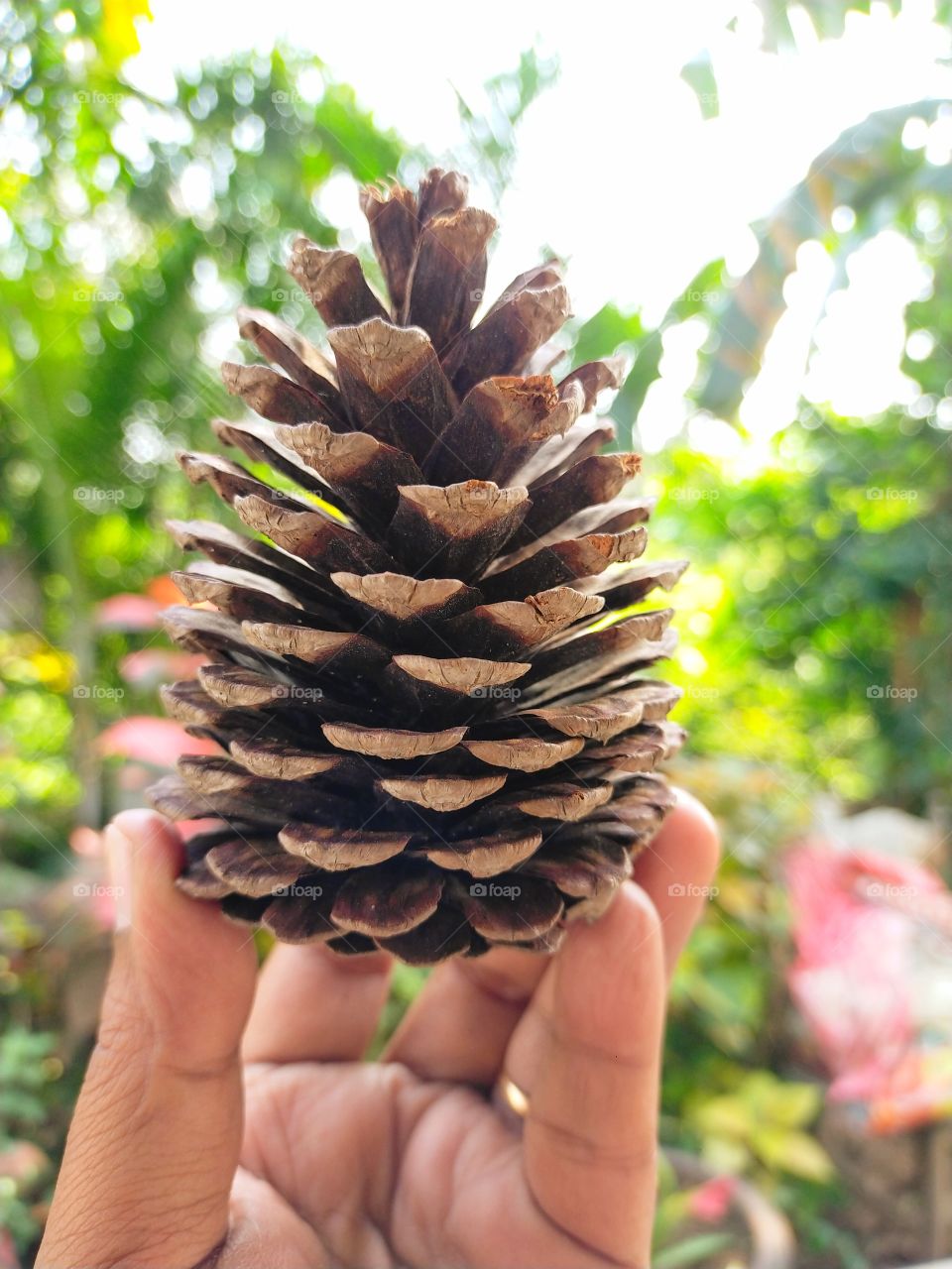 Beautiful pattern in a cone of pine.