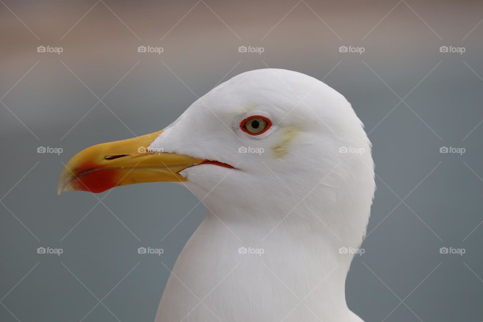 Albatross