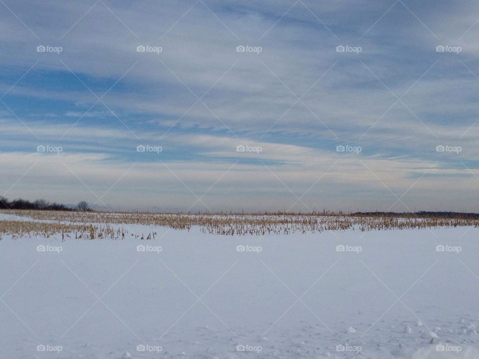 Winter Field
