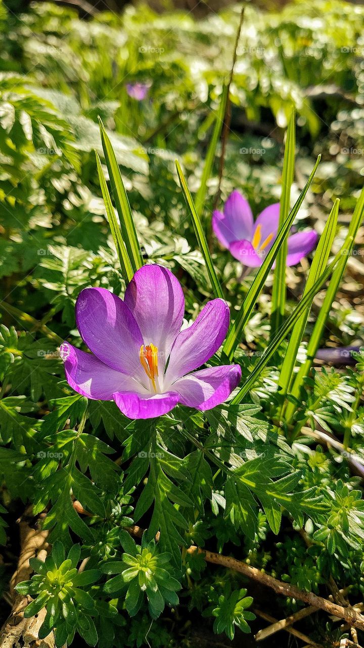 Spring crocus in morning sunlight