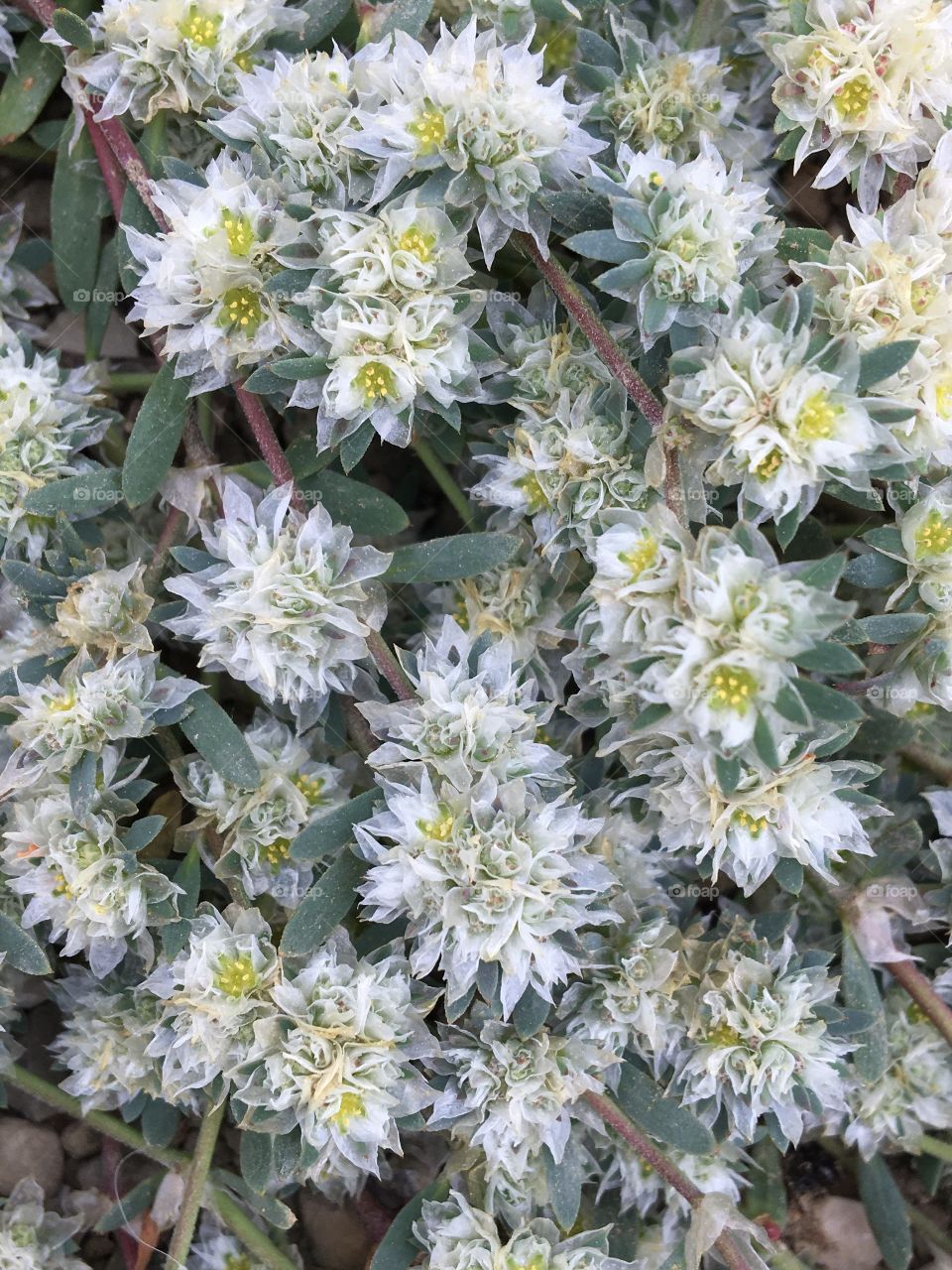 Abstract with vegetal pattern