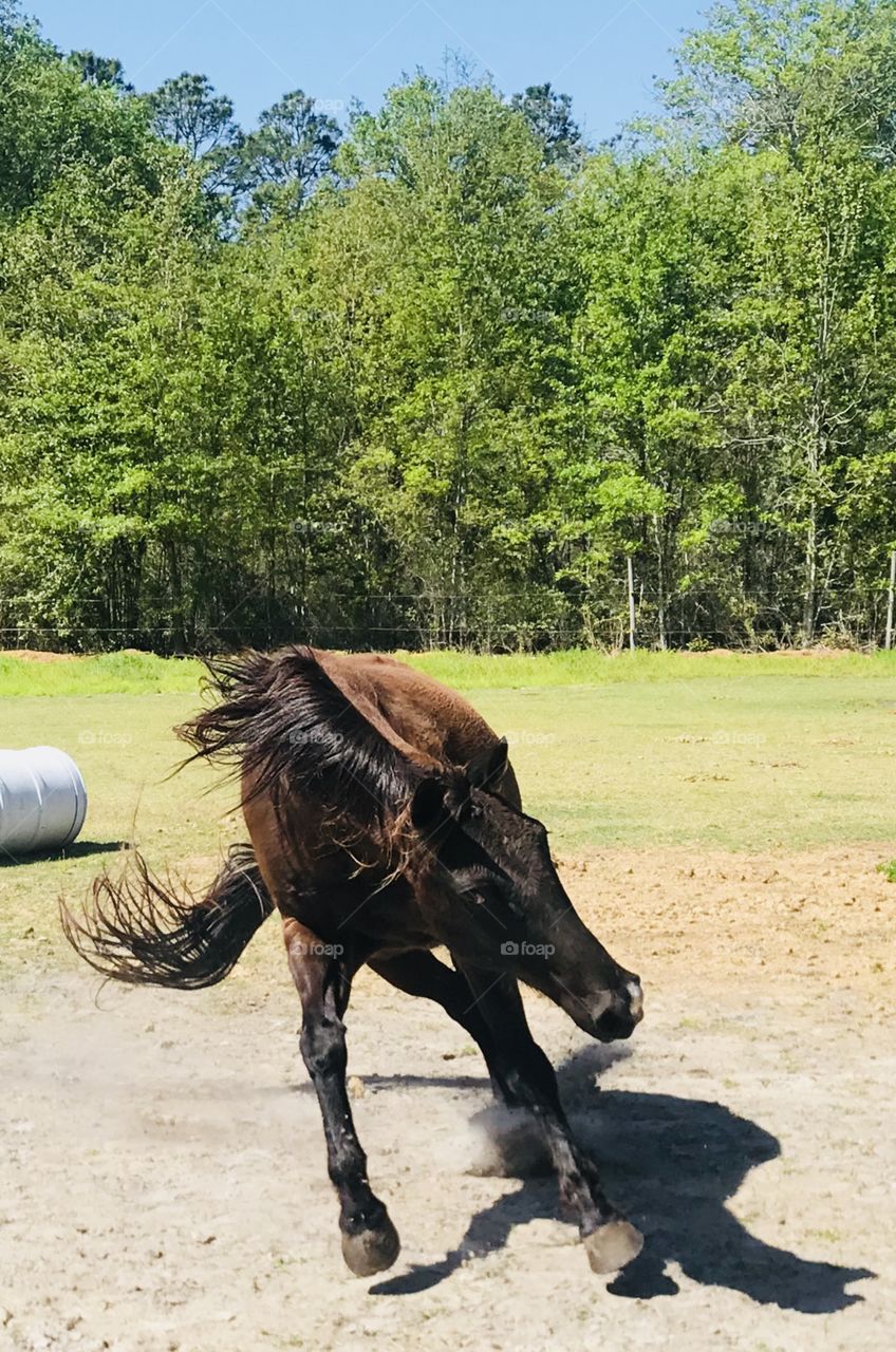 Our silly quarter horse 38 playing hard in the sunshine. 