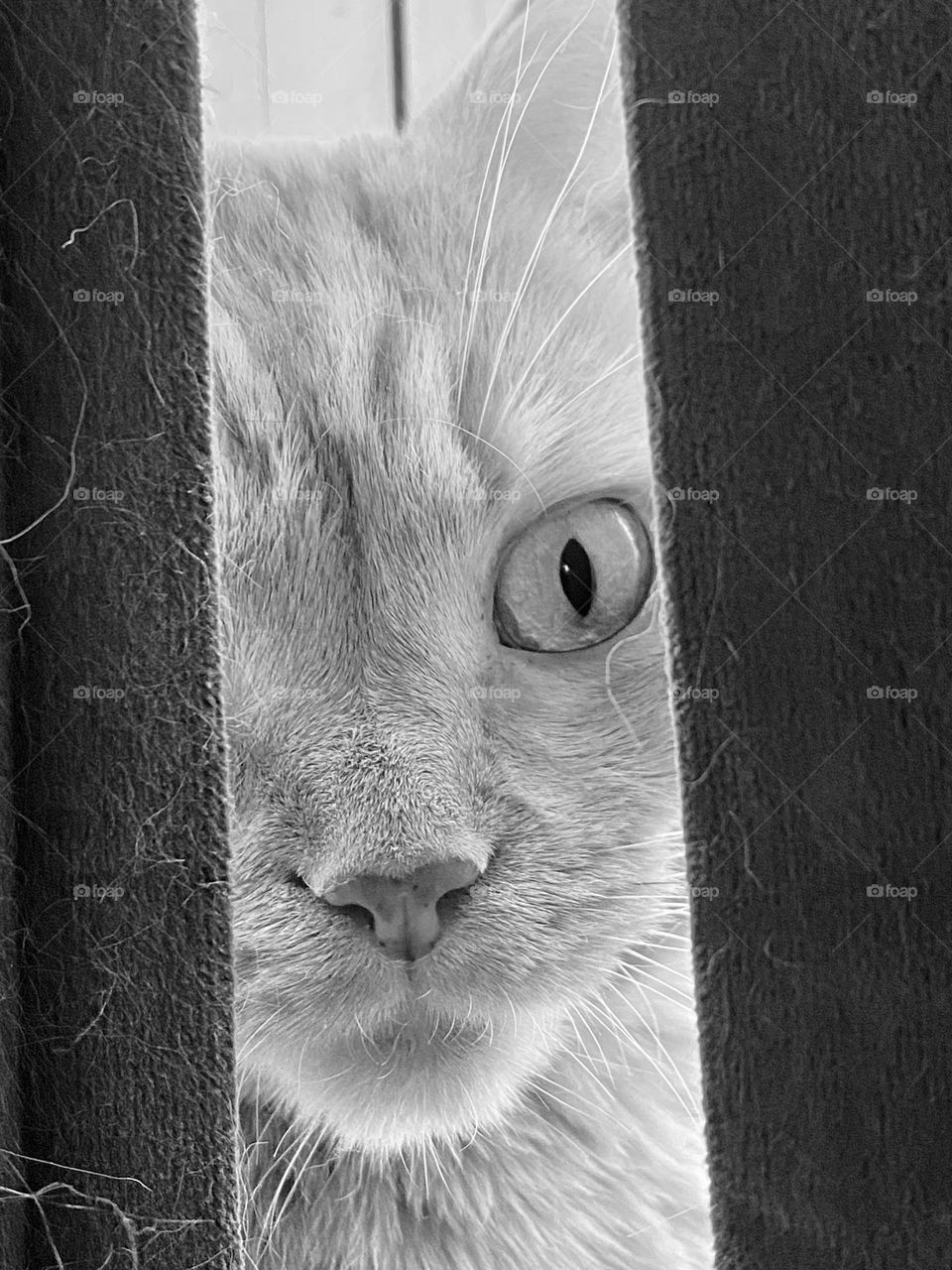 A cat looking out the gap in between the curtains