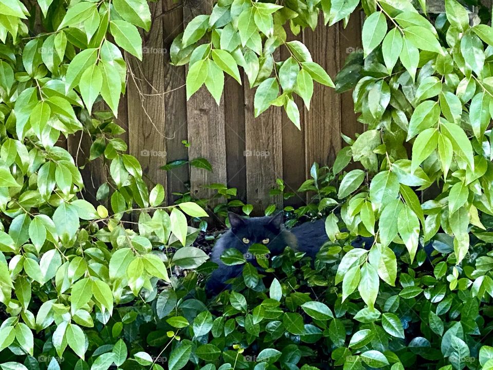 Hiding cat