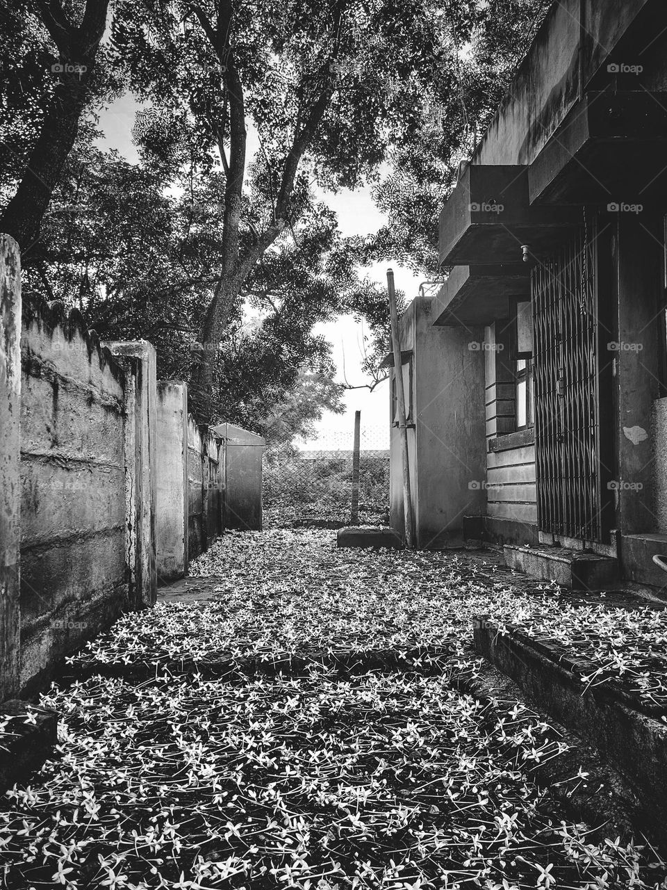 Monochromatic - Abandoned home - filled with Indian Rennet Flowers 