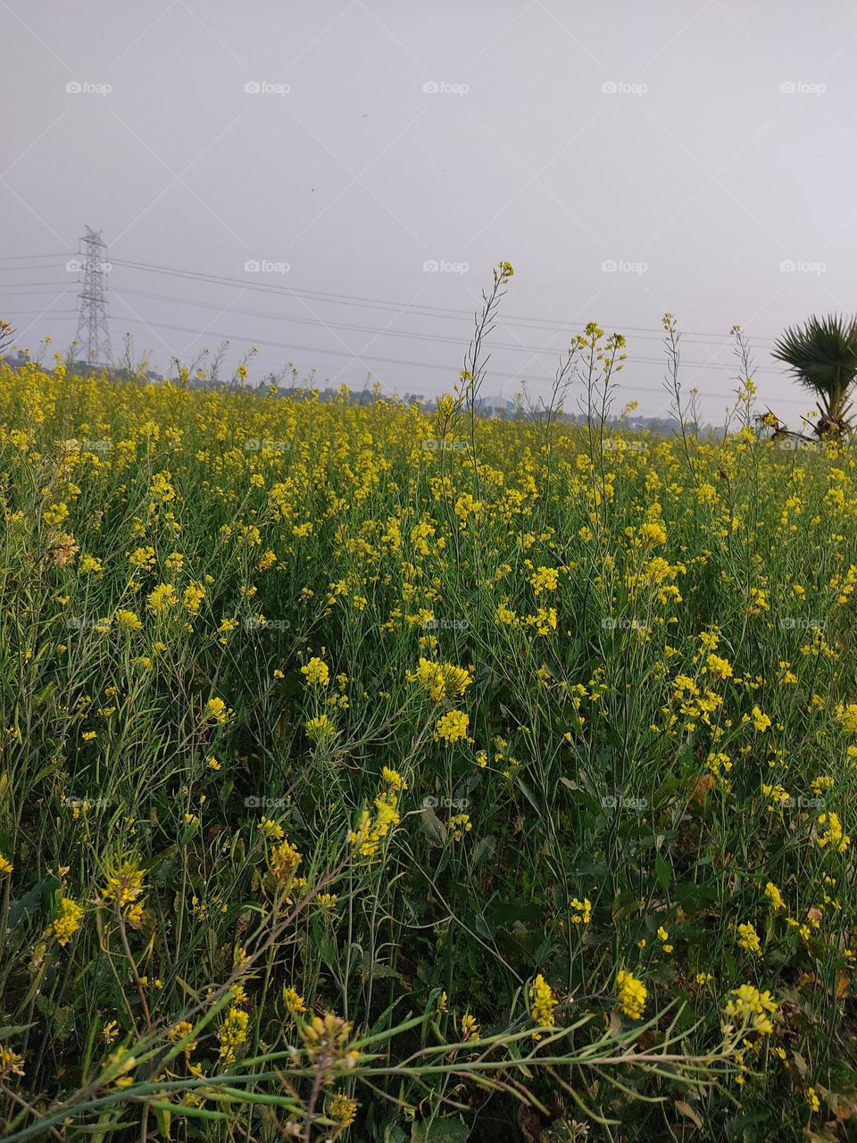 beautiful yellow mustard flower.