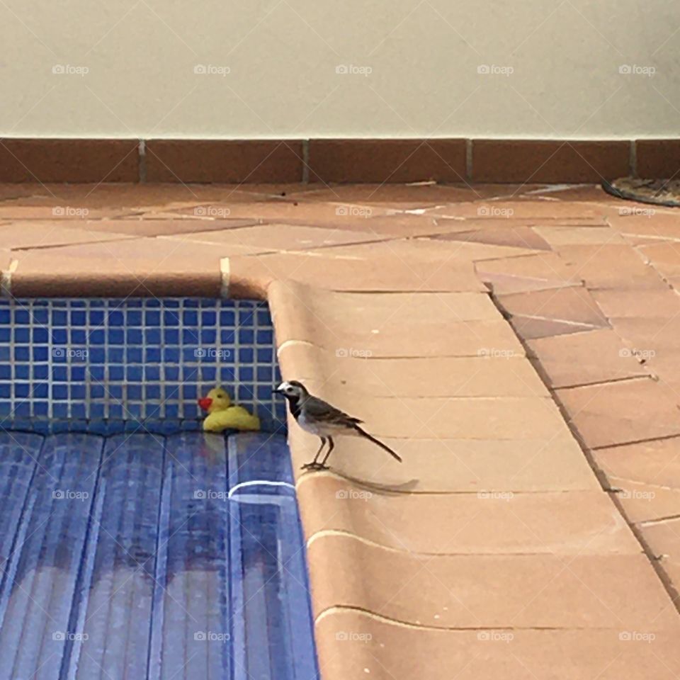 A wagtail near swimming pool speaking with plastic duck