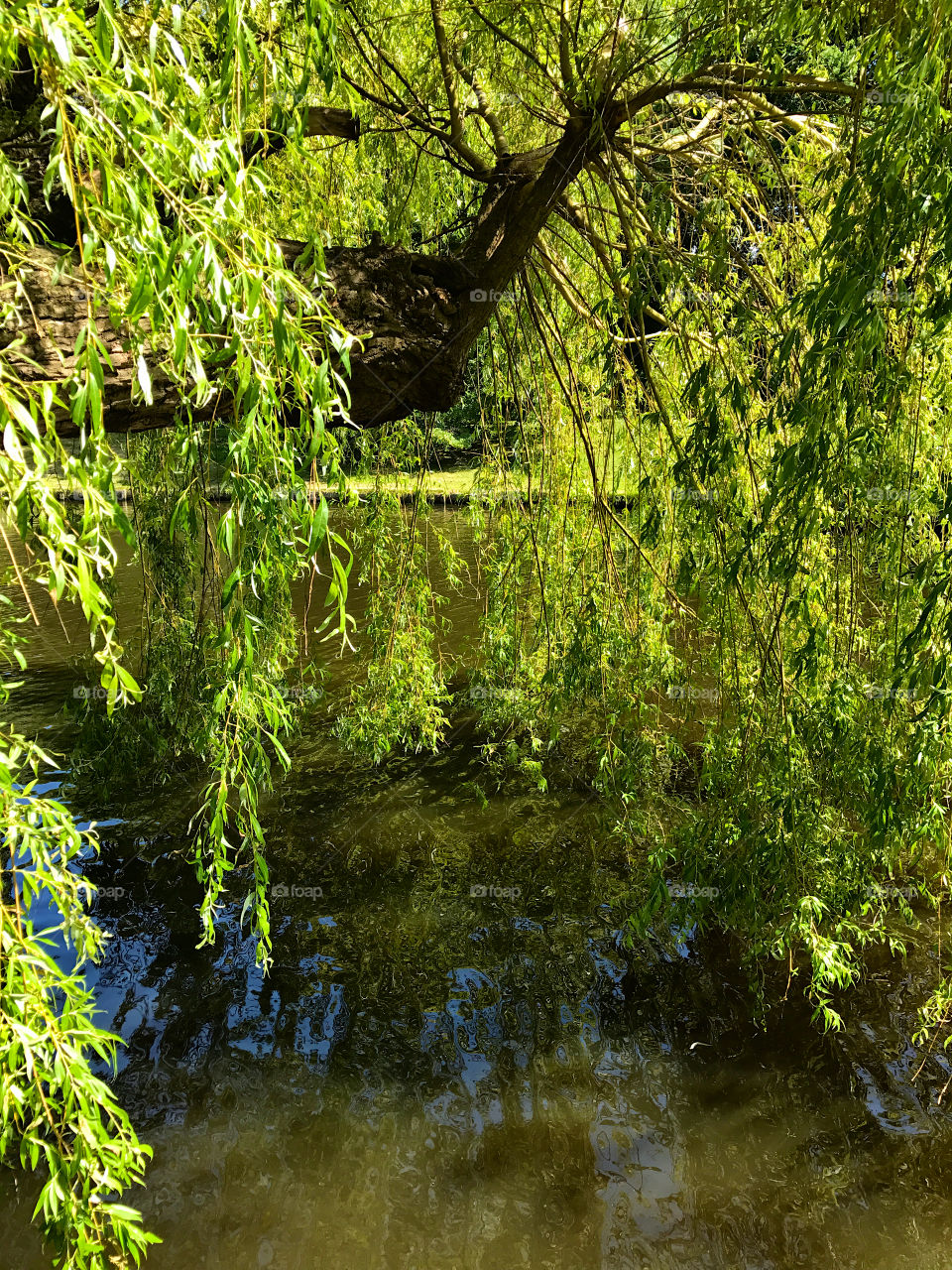 Weeping willow