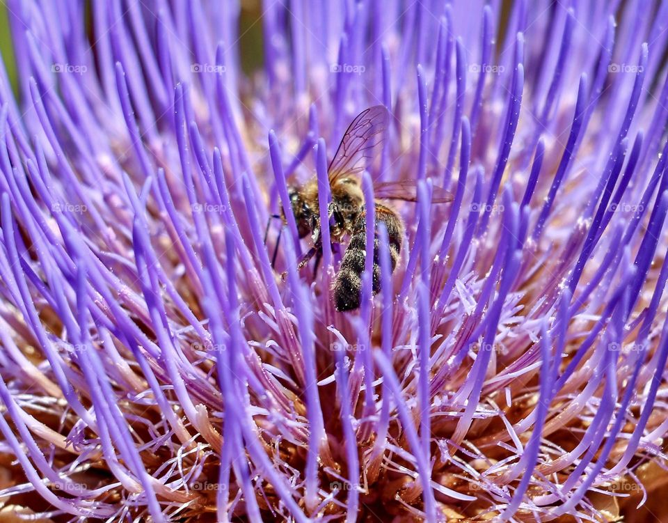 Bee collecting pollen from flower 