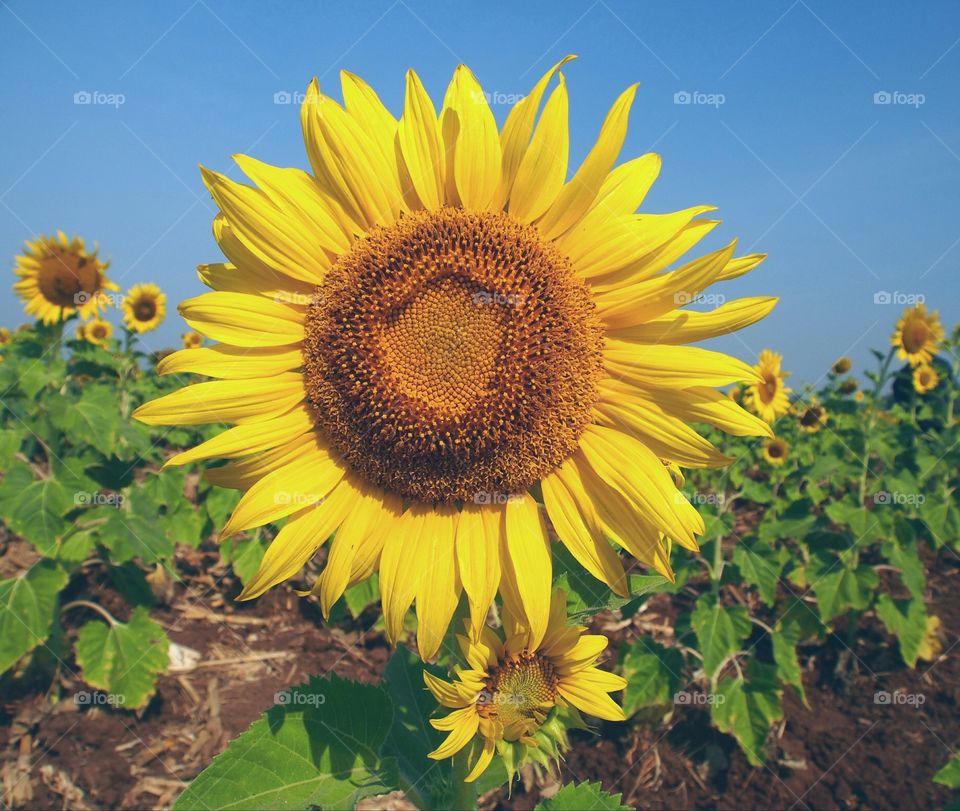 Blooming sunflower