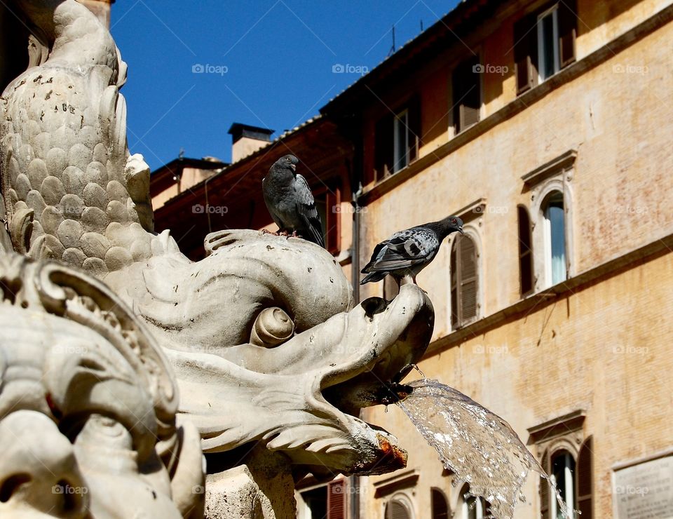 Piazza Navona in Rome, Italy showing two pigeons on the head of a fountain statue. 