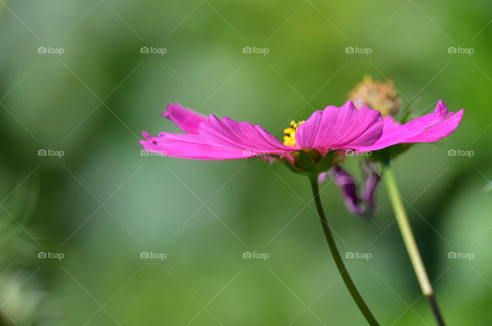 Flowers For You! 💗