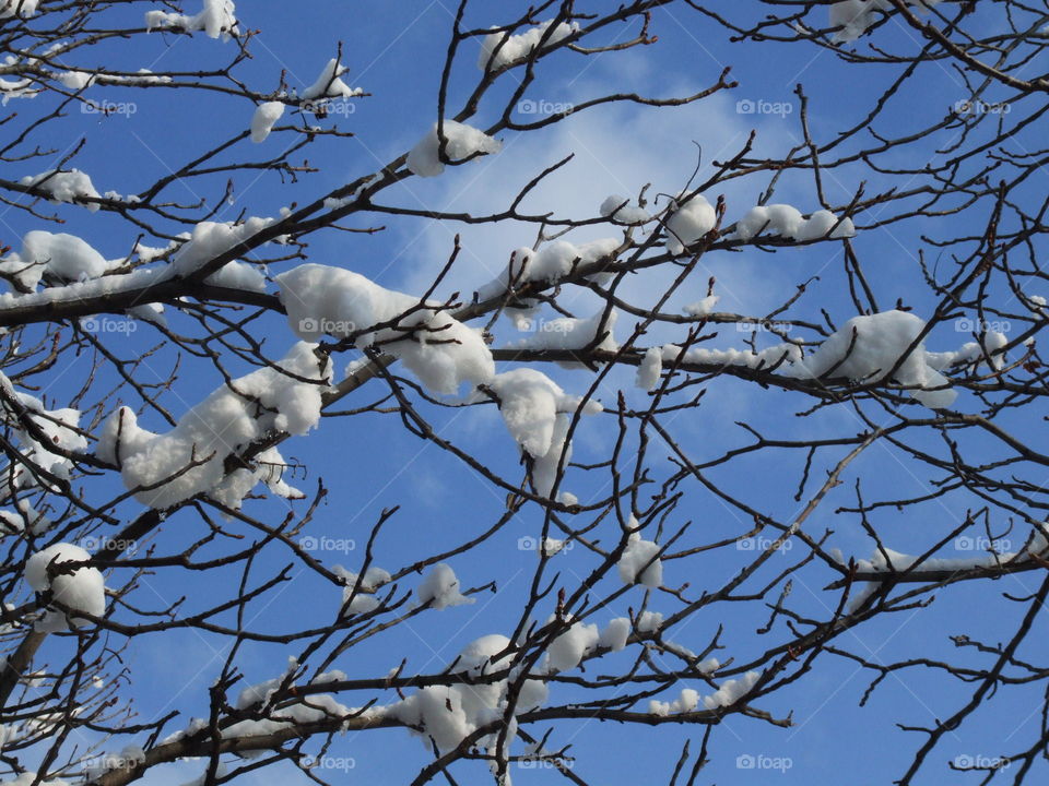 Close-up of branch with snow