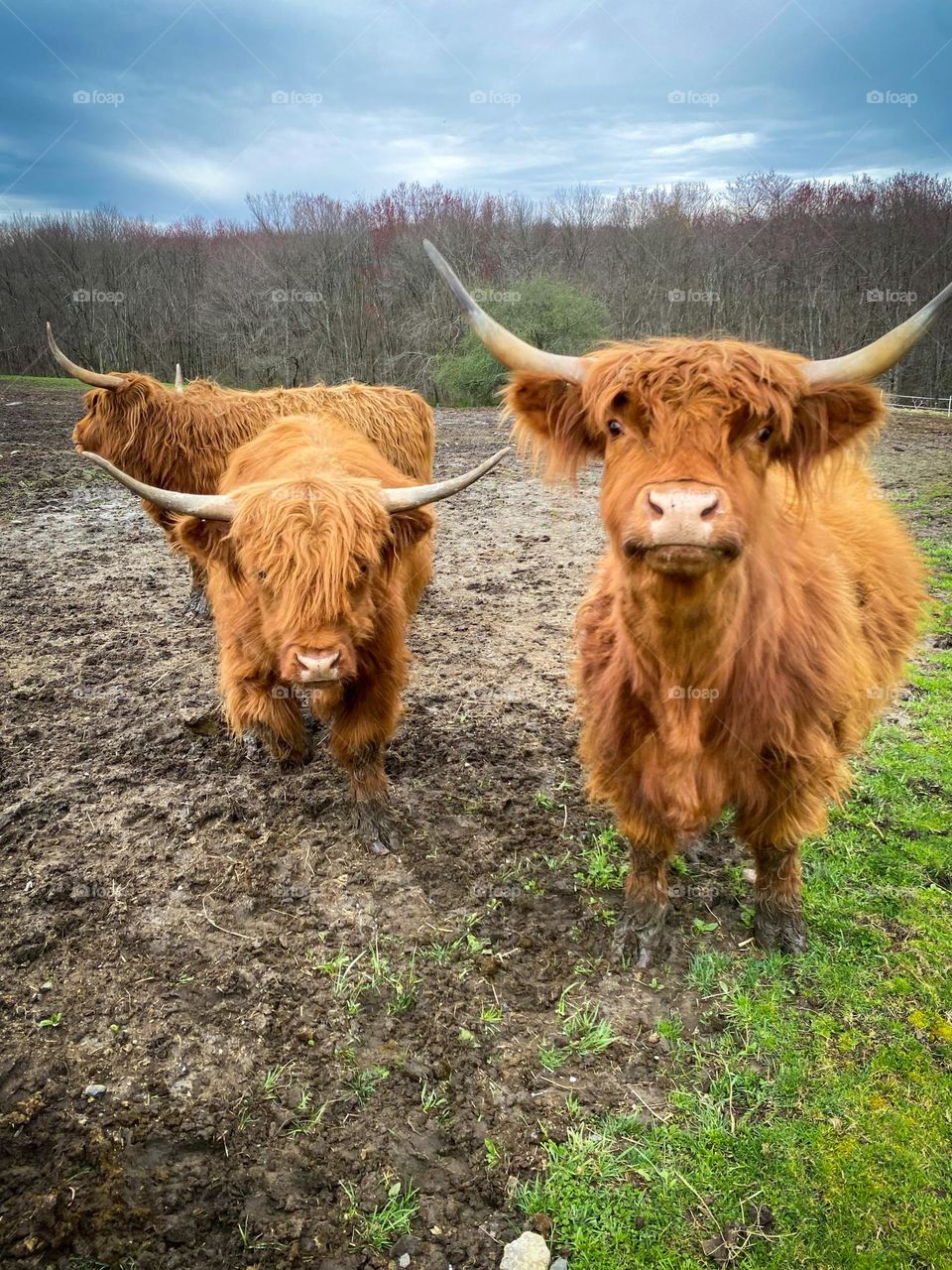 Orange highland cows with horns, farm, farm animals, fluffy cows, agriculture