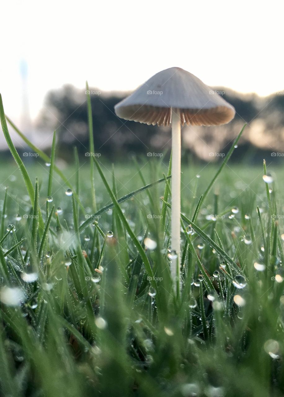 Closeup of tiny mushroom 