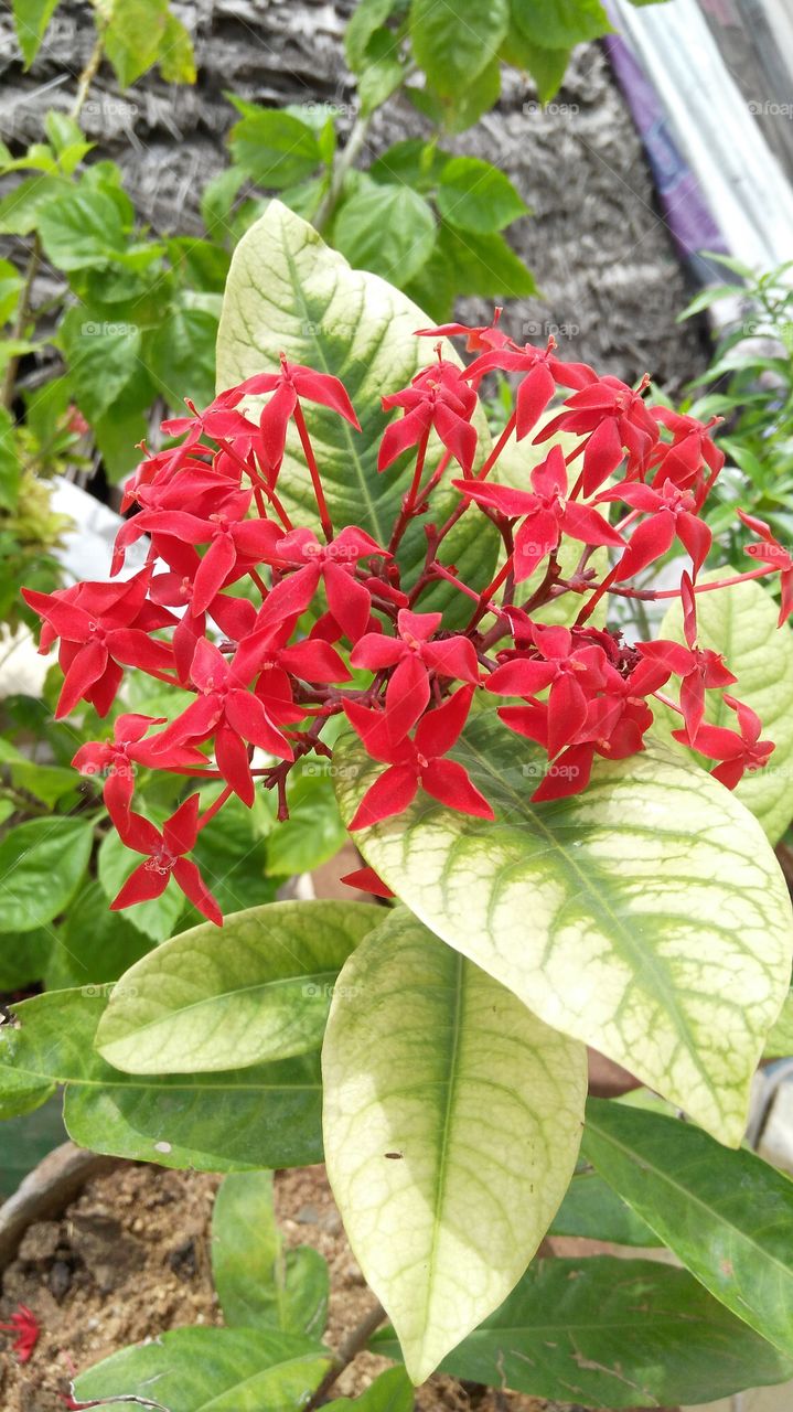 Ixora coccinea. Ixora coccinea (also known as jungle geranium)