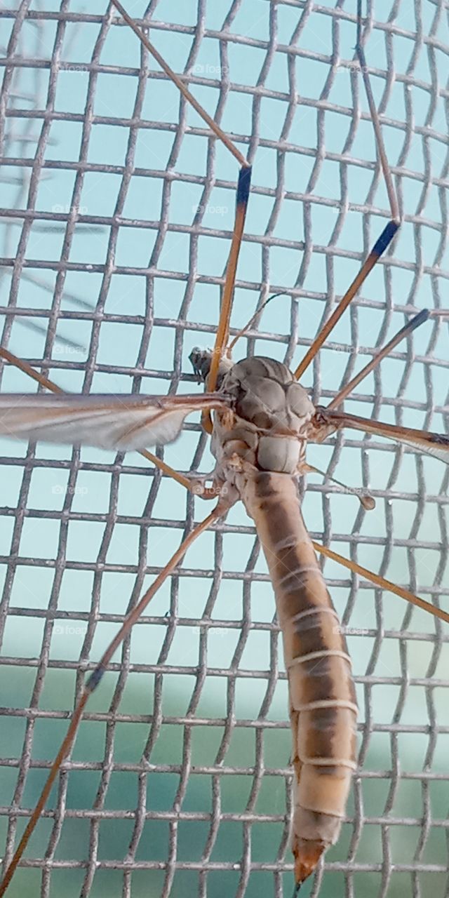 the crane fly back side