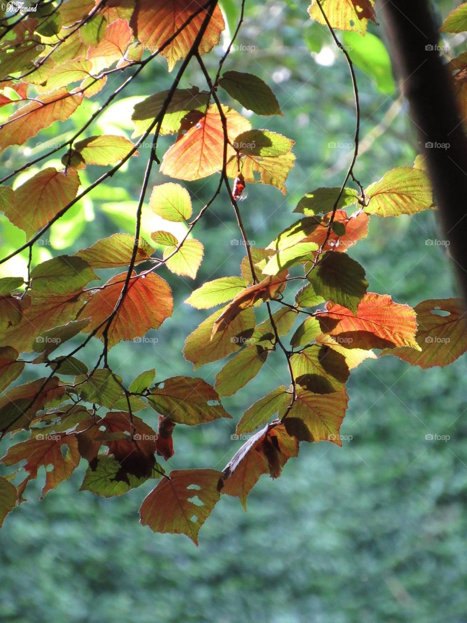 Tree in the Summer light