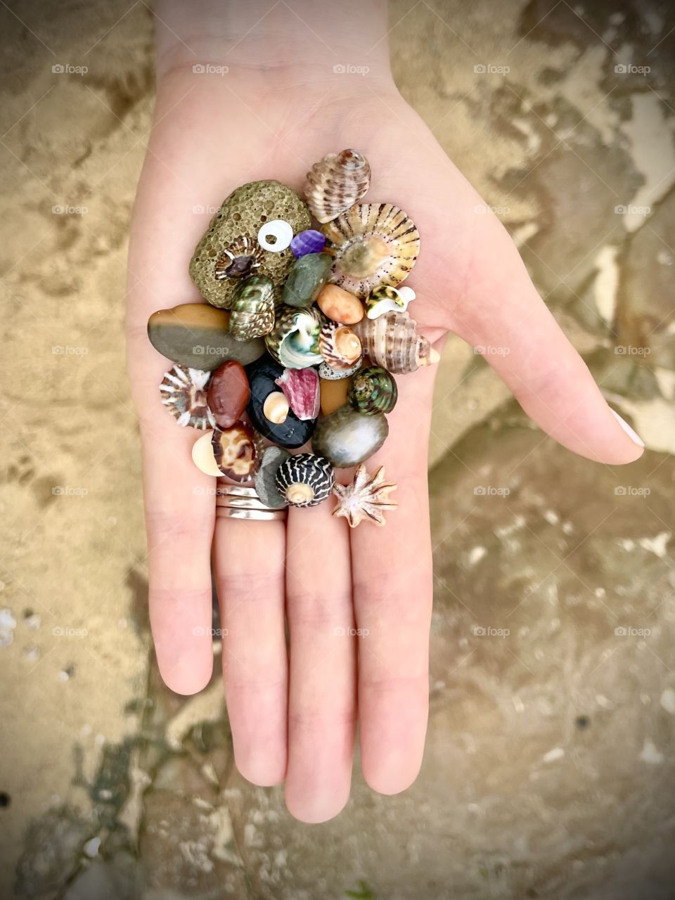 Sea shells and stones in hand