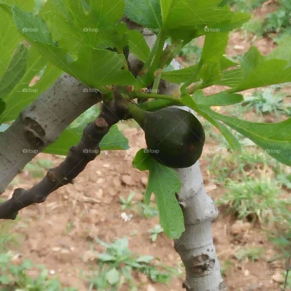 Fig tree.