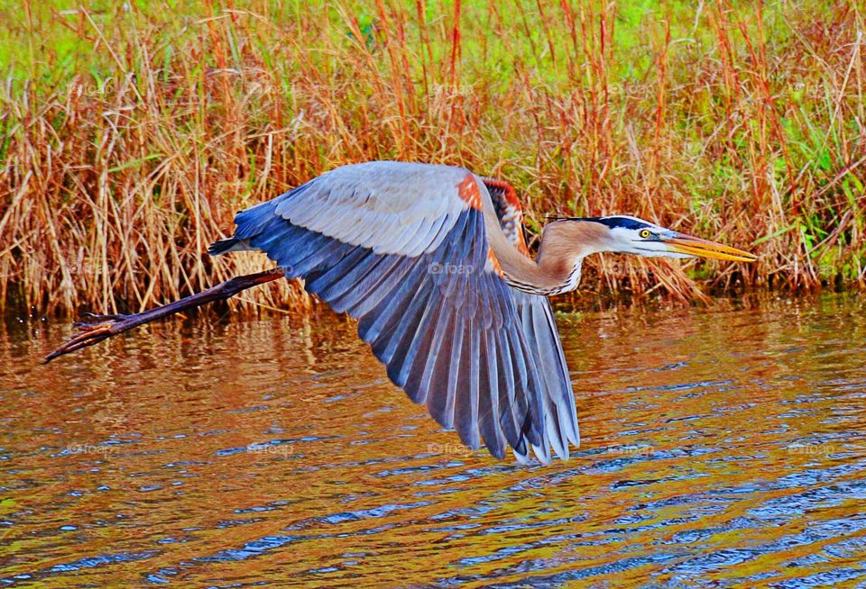 Great blue heron flying over calm water