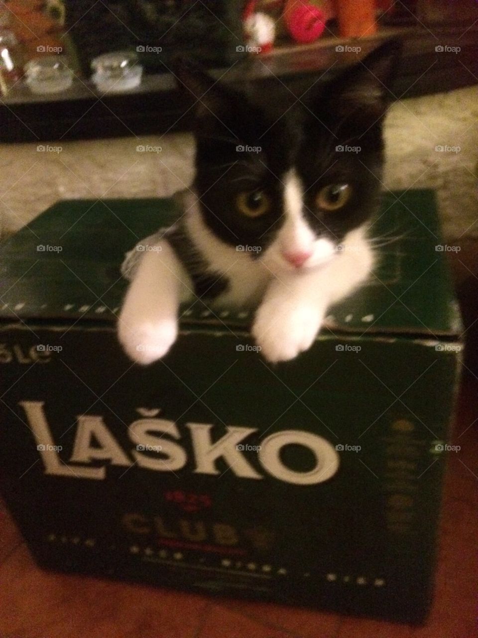 Cat love lasko beer