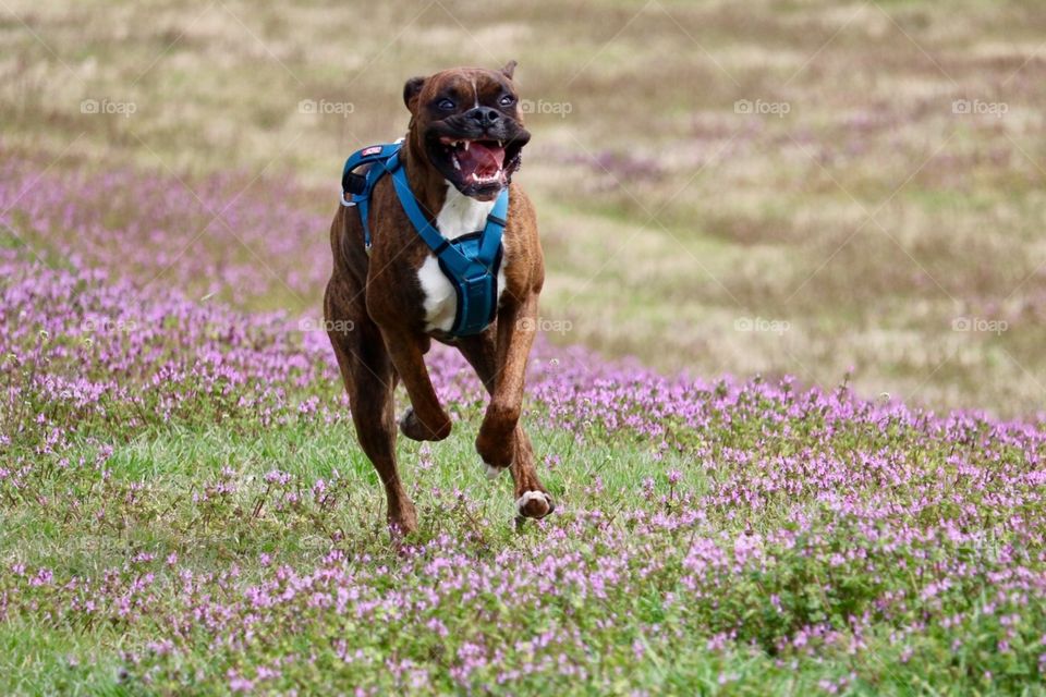 Running Boxer 