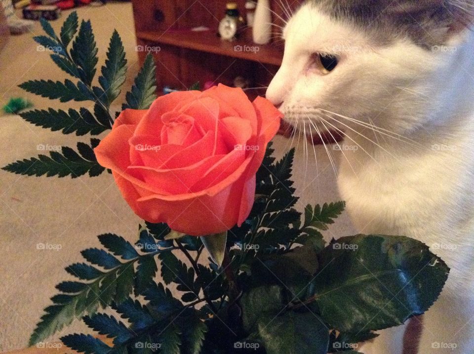 Cat smelling a flower 
