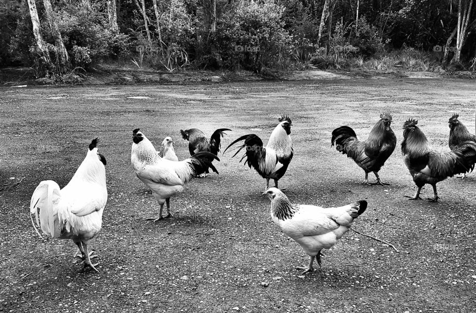 Chooks at the Park