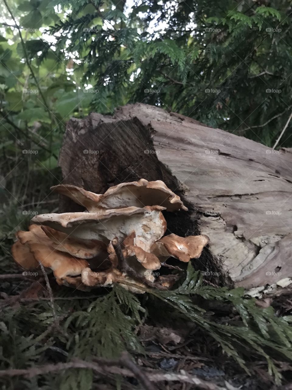 Shroom on a Log