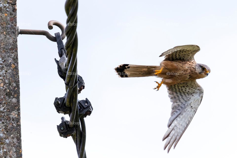 A portrait of a kestrel lifting off and flying a way from the electric wire it was sitting on.