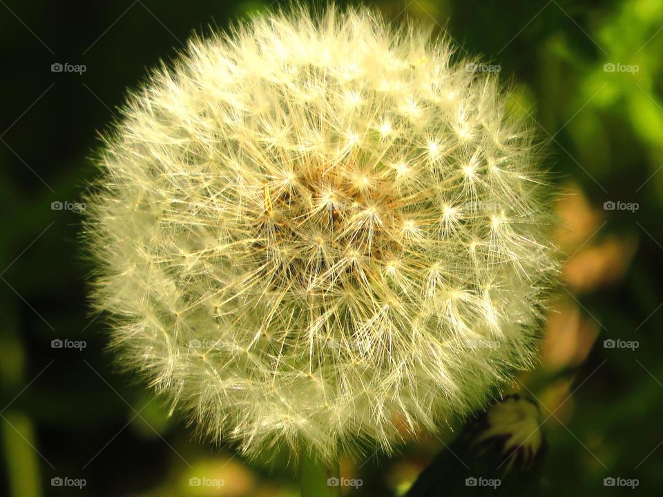 dandelion