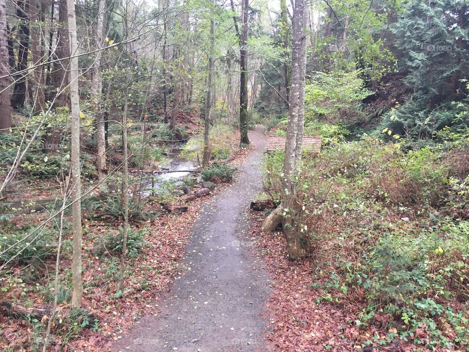 Woodland Trail
