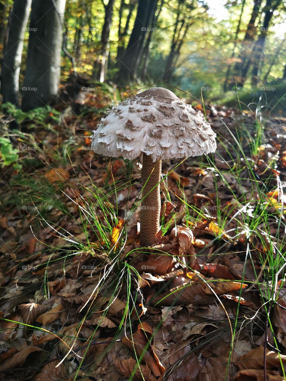 standing alone proudly