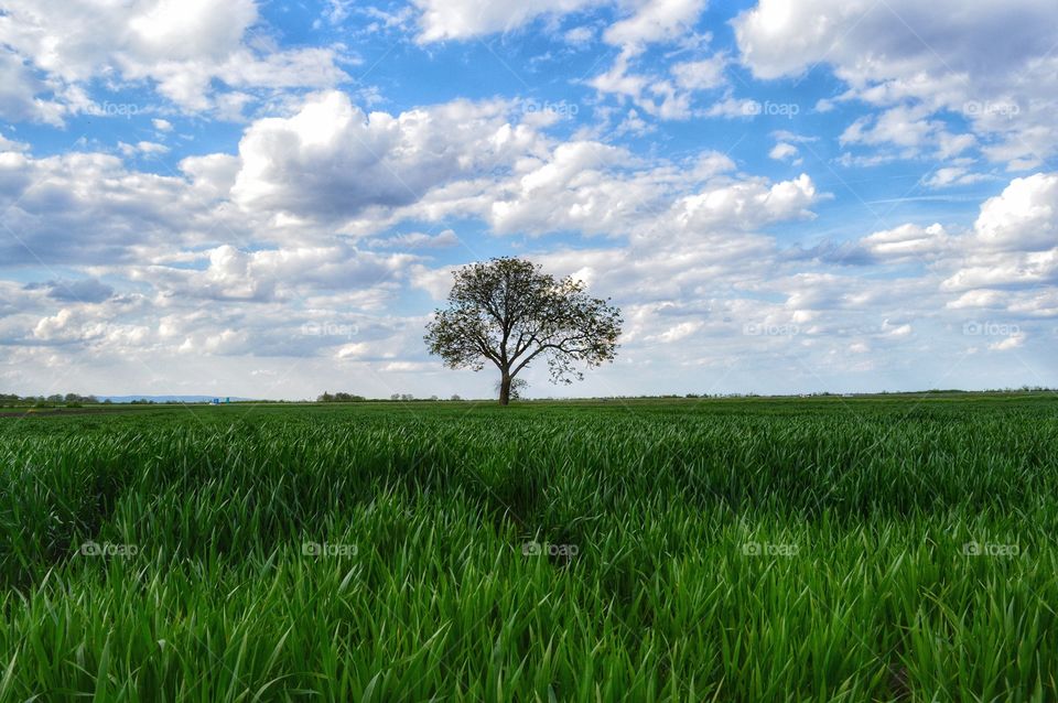 Rural, Field, No Person, Pasture, Countryside