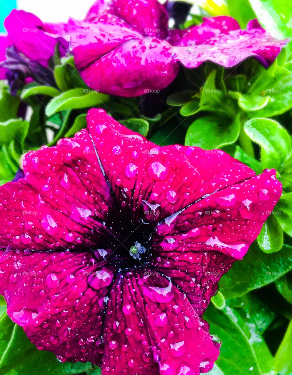 flower