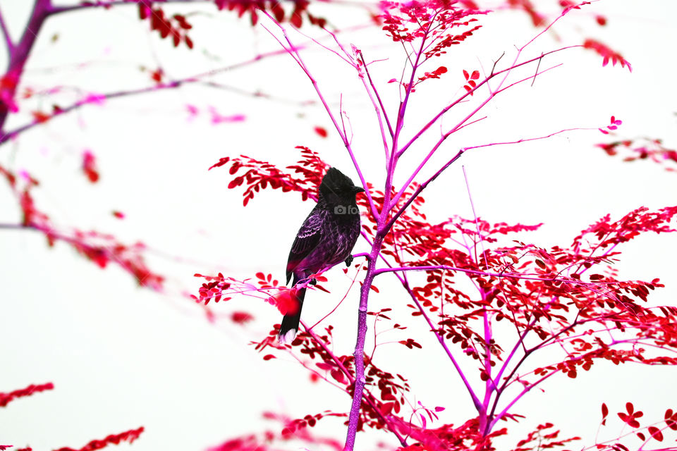bird tree colourful nature beautiful