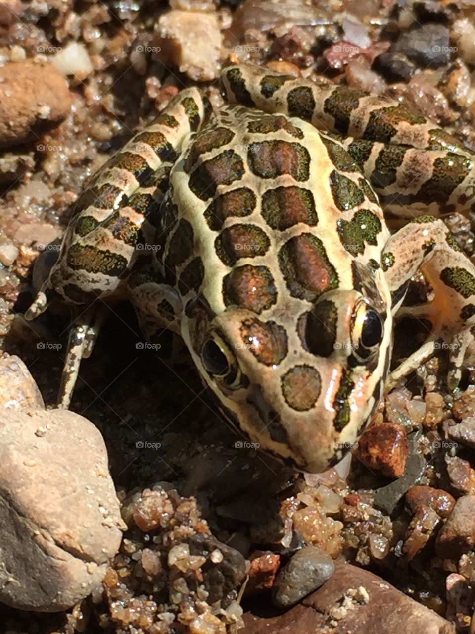 Brown spotted frog